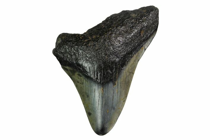 Bargain, Megalodon Tooth - North Carolina #152815